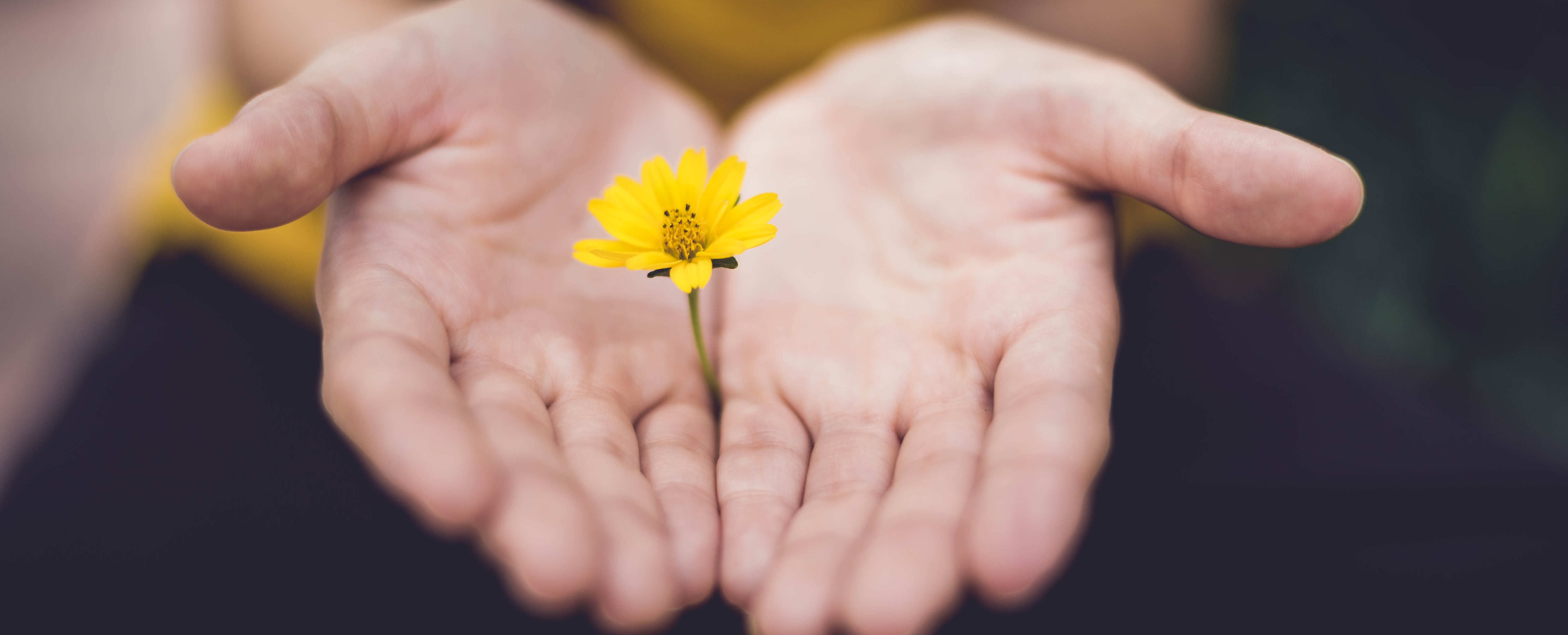 haende blume schlichtung frieden