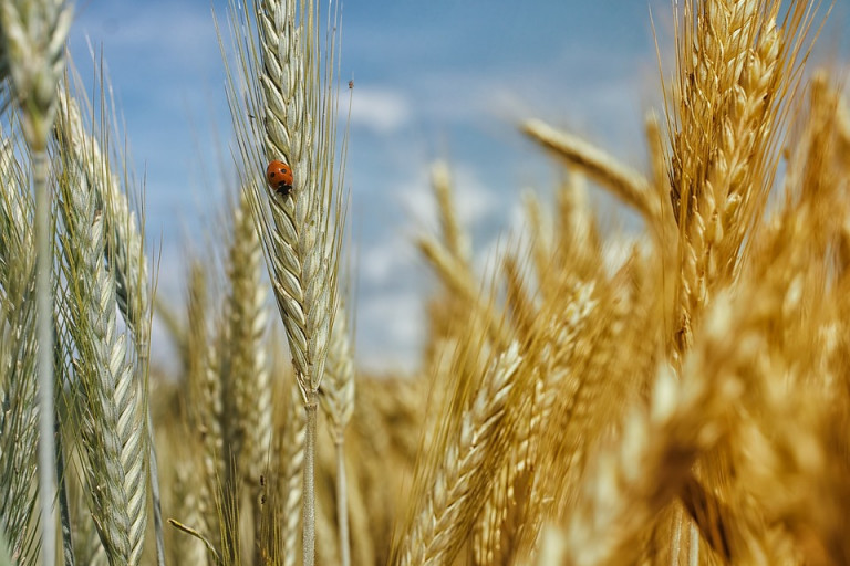 cornfield 195642 960 720